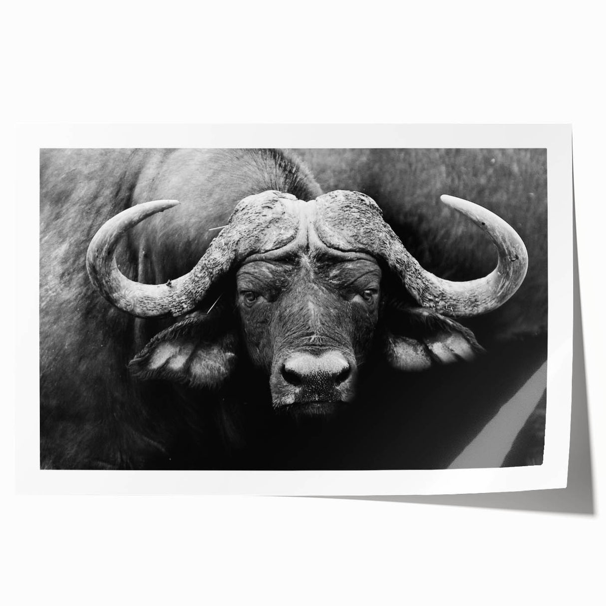 Vibrant buffalo wall art print showcasing a detailed bison design, perfect for wildlife enthusiasts, featuring rich colors and intricate textures, ideal for home decor.