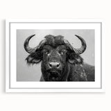 Framed wall art featuring a majestic buffalo design from the 'A Bison' collection, presented in a sleek white frame with a mat, perfect for wildlife enthusiasts.