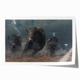 Buffalo wall art print showcasing a detailed design of a bison in a vibrant natural setting, perfect for wildlife enthusiasts and home decor. The rolled print is ideal for framing.