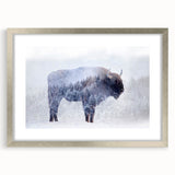 Framed wall art featuring a striking silver mat design showcasing a majestic buffalo, perfect for adding a touch of wildlife elegance to home decor.