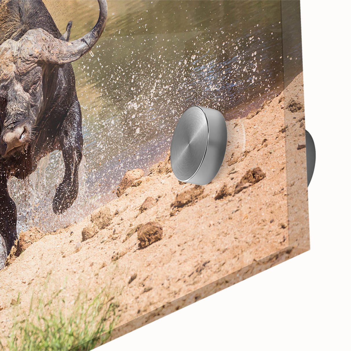Close-up of a vibrant acrylic wall art piece showcasing a majestic buffalo, highlighting its intricate details and textures, ideal for wildlife enthusiasts and home decor.