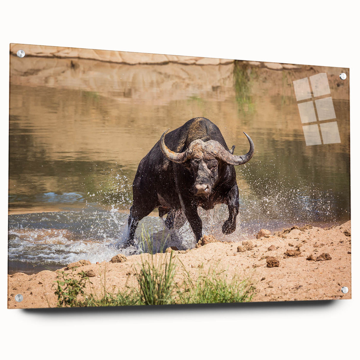 Acrylic glass wall art piece featuring a side view of a bison, showcasing intricate design details and vibrant colors, perfect for wildlife enthusiasts and home decor.