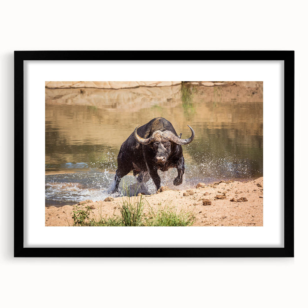Framed wall art featuring a detailed design of a buffalo, showcasing a black mat and sleek frame, perfect for wildlife enthusiasts and home decor.