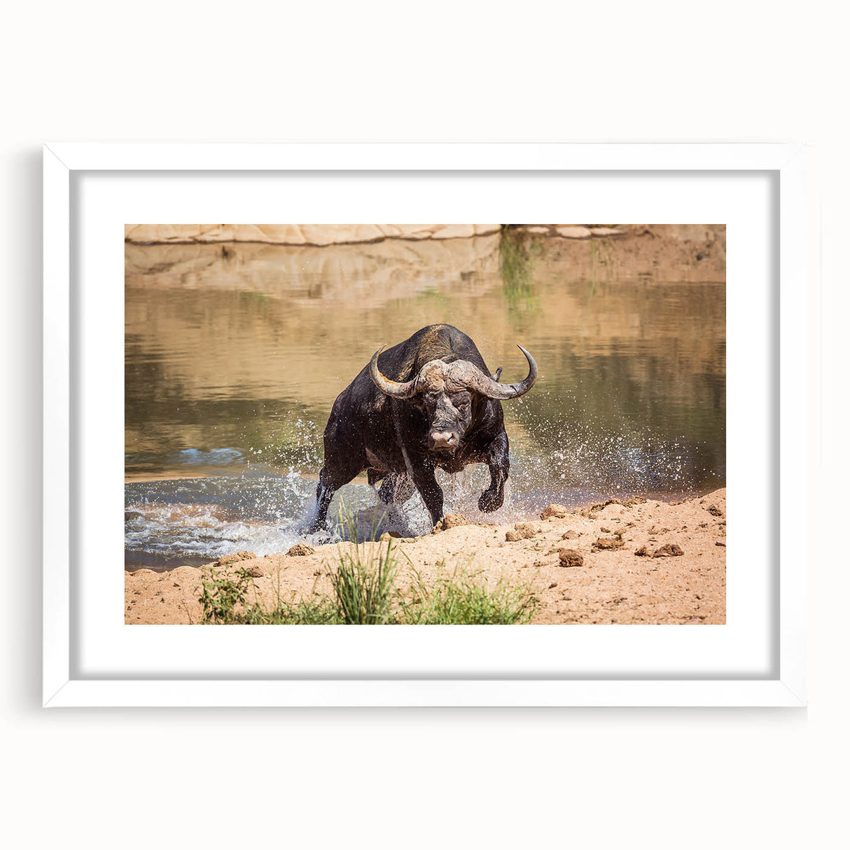 Buffalo wall art from the A Bisson design collection, showcasing a striking white frame with matting, ideal for enhancing home decor with wildlife themes.