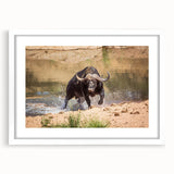 Buffalo wall art from the A Bisson design collection, showcasing a striking white frame with matting, ideal for enhancing home decor with wildlife themes.