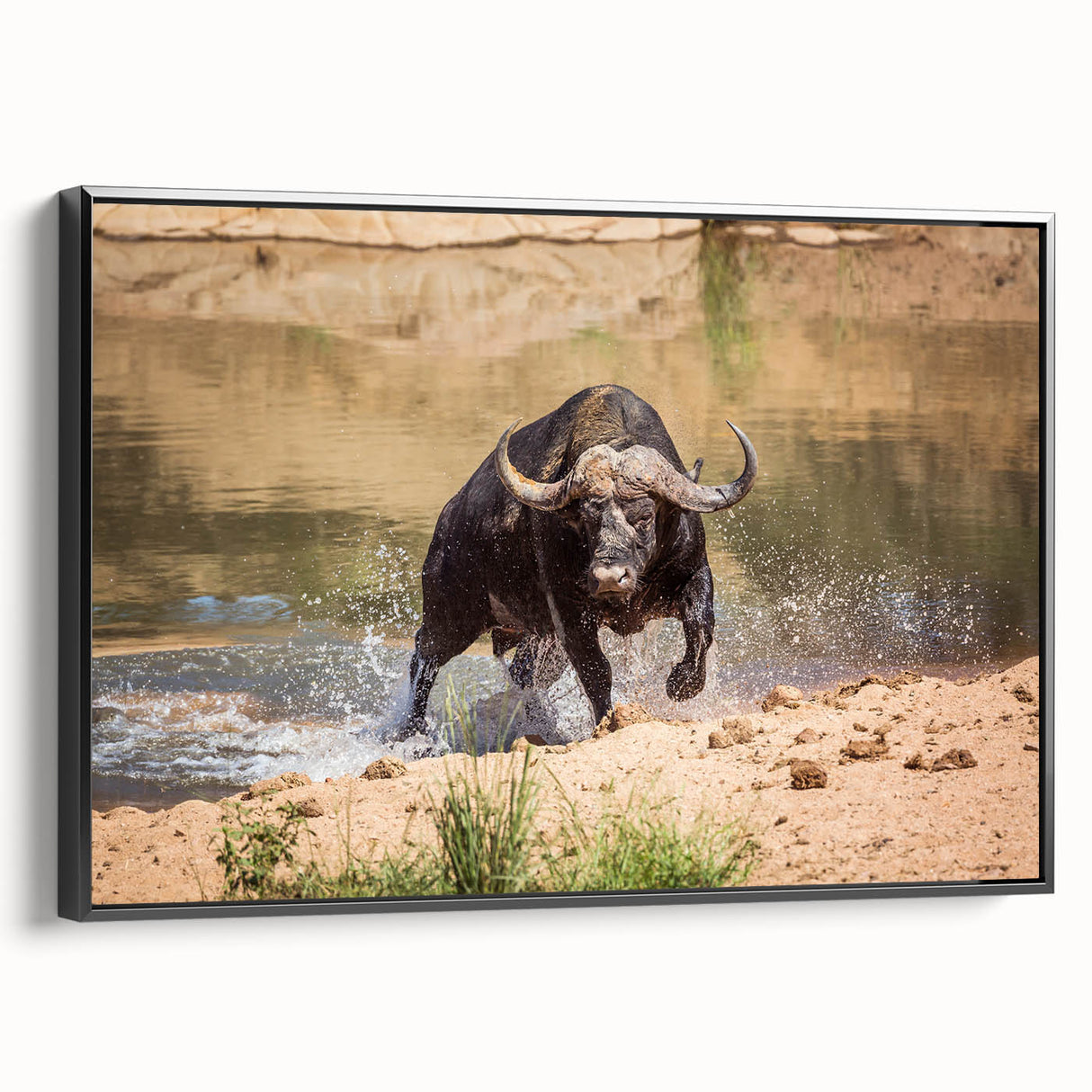 Framed wall art showcasing a striking black side view of a buffalo in a natural setting, perfect for wildlife enthusiasts and home decor. Ideal for adding an artistic touch to any room.