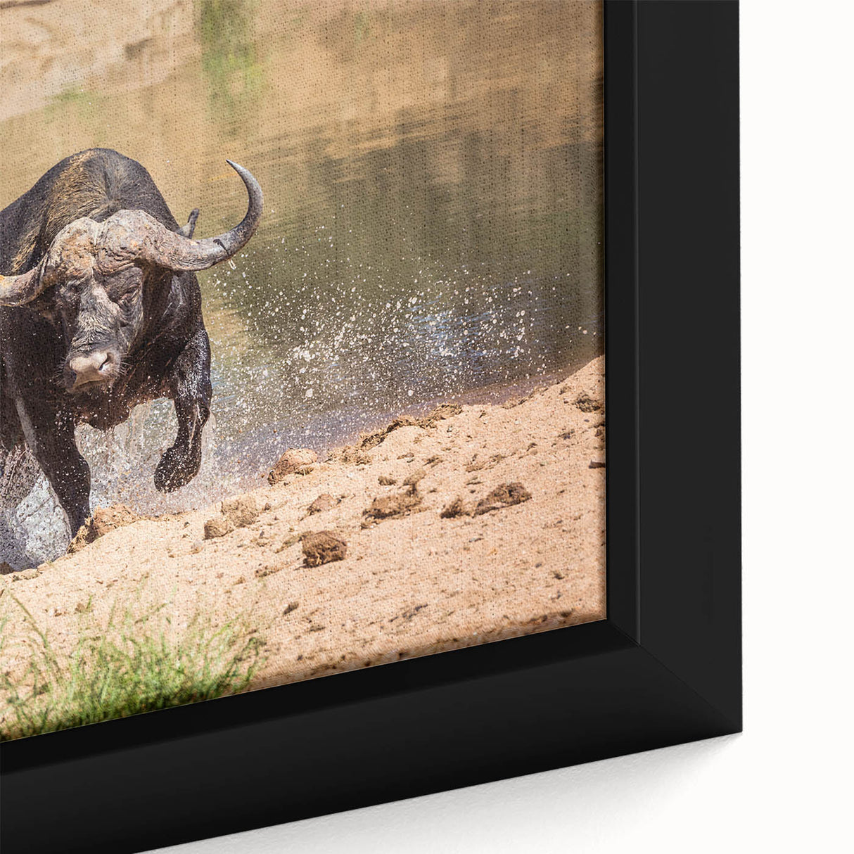 Close-up of a framed canvas wall art featuring a majestic buffalo in a natural setting, showcasing intricate details and vibrant colors, ideal for wildlife enthusiasts.