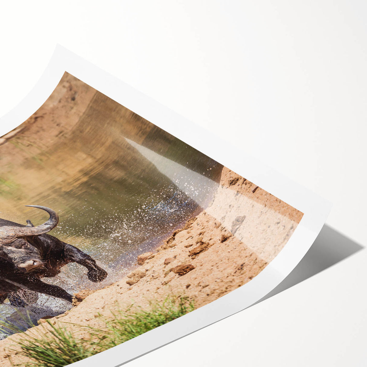 Buffalo wall art print showcasing a striking bison design on a textured surface, rolled and packaged in a protective cardboard tube for easy shipping. Ideal for wildlife decor enthusiasts.
