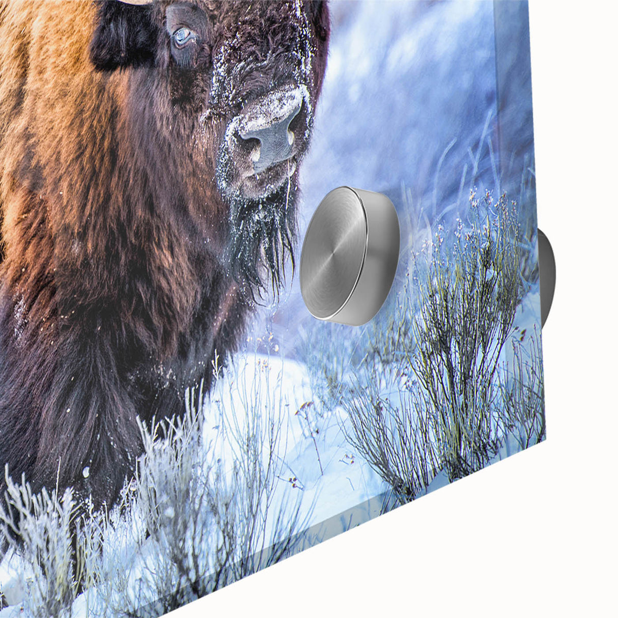 Close-up of a striking buffalo wall art design featuring intricate details and vibrant colors, showcasing the beauty of wildlife in acrylic glass. Perfect for animal lovers and home decor enthusiasts.