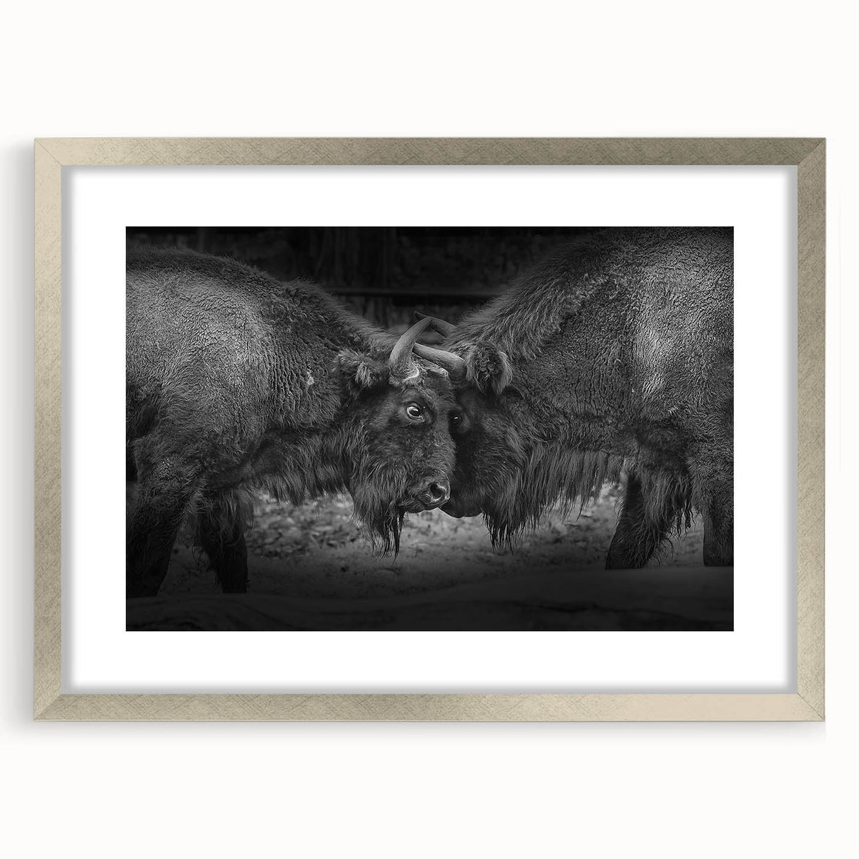 Framed wall art featuring a striking silver mat design showcasing a majestic buffalo, perfect for wildlife enthusiasts and interior decor. Ideal for adding a touch of nature to any room.
