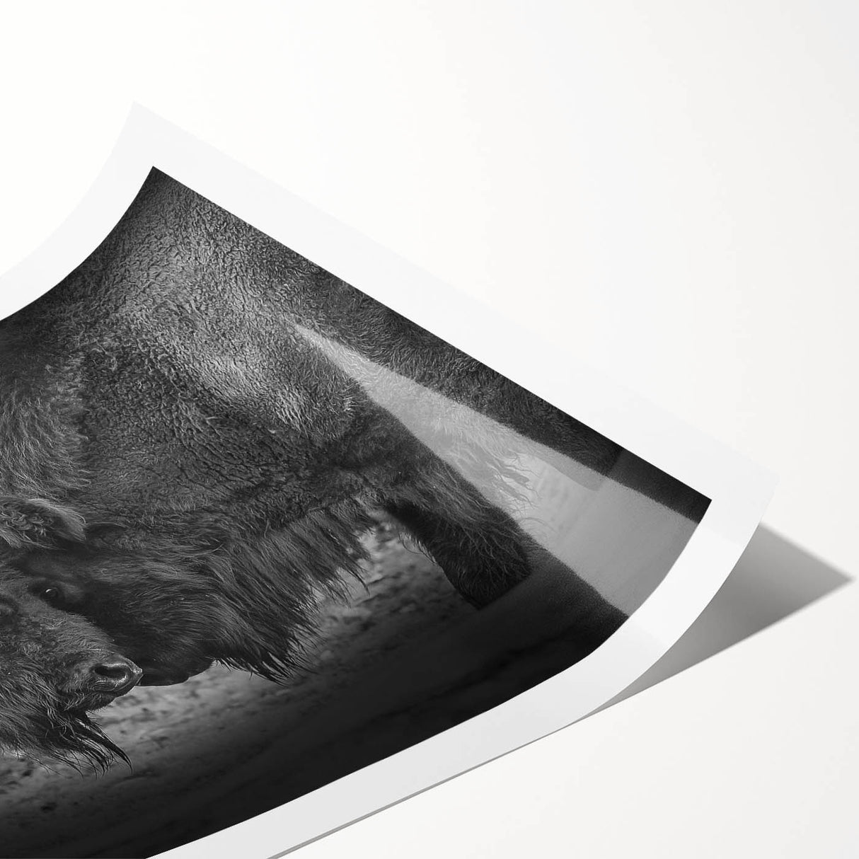 Vibrant wall art print featuring a majestic American bison in a naturalistic setting, showcasing intricate details and rich colors, perfect for wildlife enthusiasts.