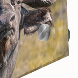 Close-up image of a stunning acrylic glass wall art piece featuring a detailed depiction of a bison in a wild landscape, showcasing vibrant colors and intricate textures. Perfect for nature enthusiasts and home decor.