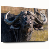 Buffalo wall art design displayed in acrylic glass, showcasing a side view of a majestic bison against a natural backdrop, perfect for wildlife enthusiasts.