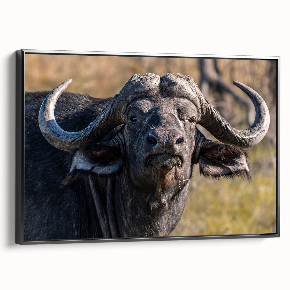 Framed canvas wall art showcasing a majestic black buffalo silhouette in profile against a minimalist background, perfect for wildlife enthusiasts and modern decor.