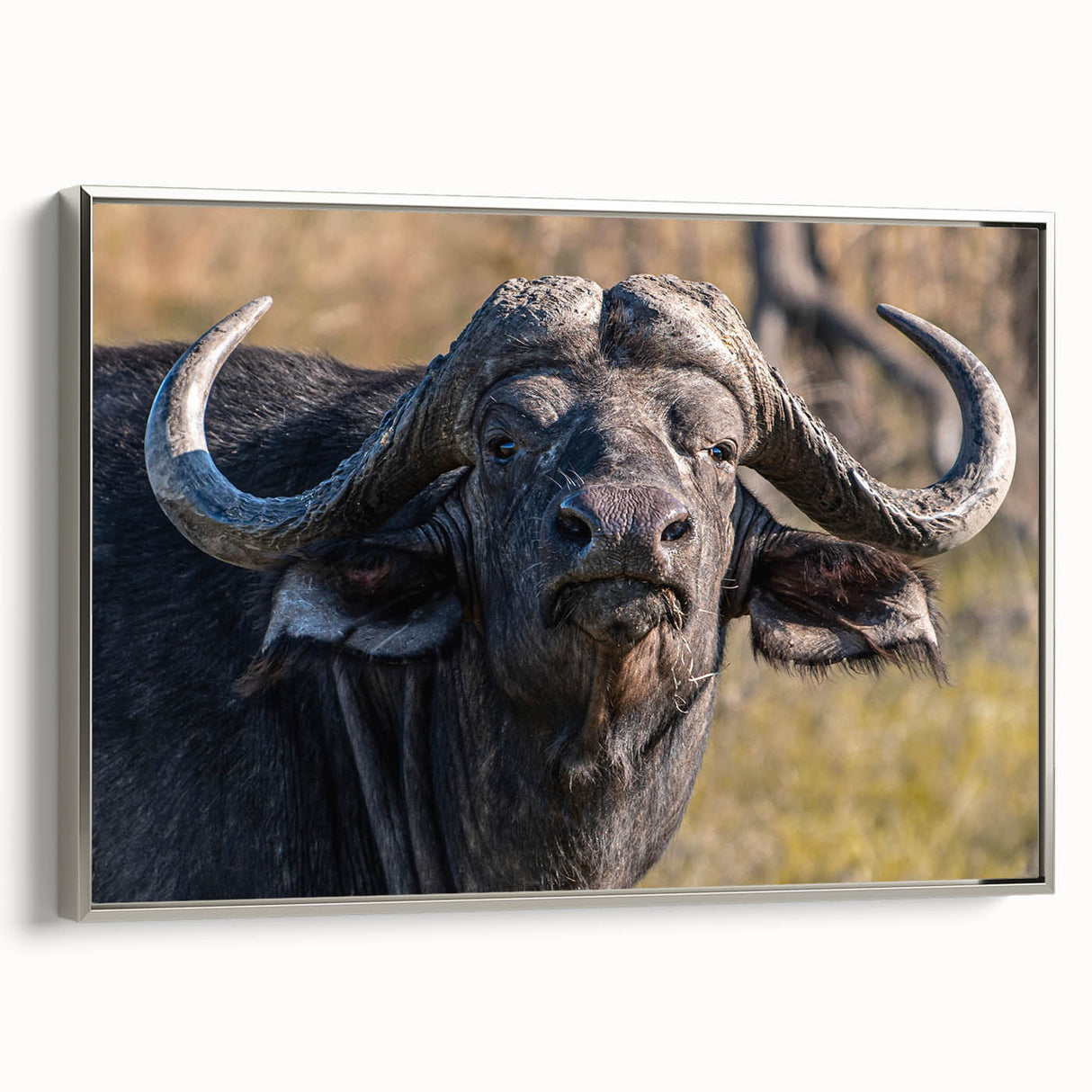 Framed canvas wall art showcasing a majestic silver bison against a soft background, highlighting intricate details and textures, perfect for wildlife decor enthusiasts.