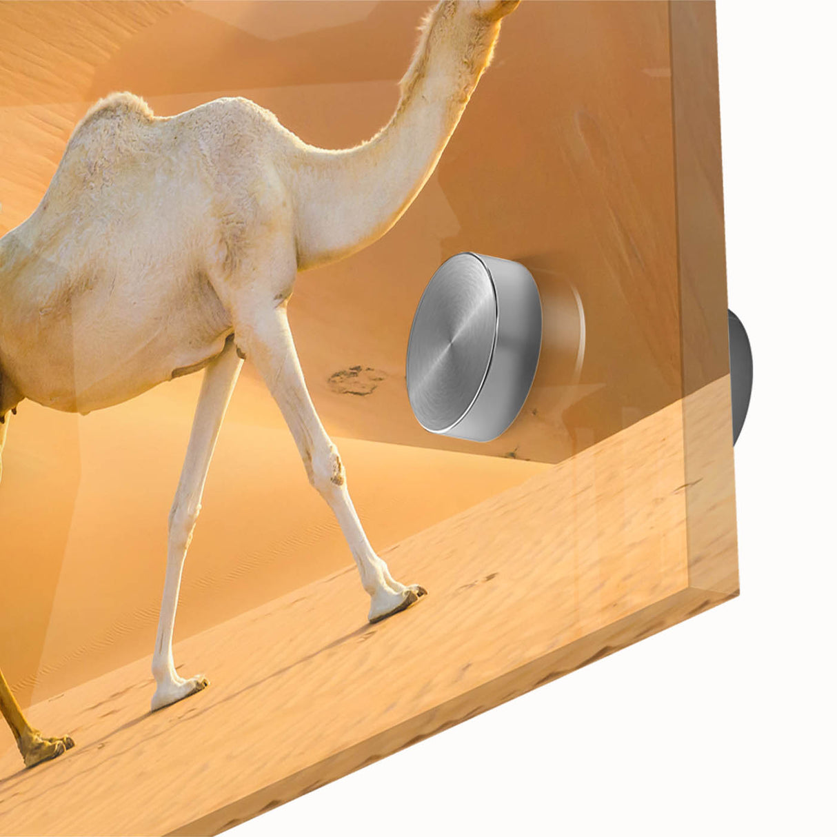Close-up of a vibrant acrylic glass wall art featuring a detailed camel design, showcasing intricate textures and colors, perfect for wildlife-themed decor.