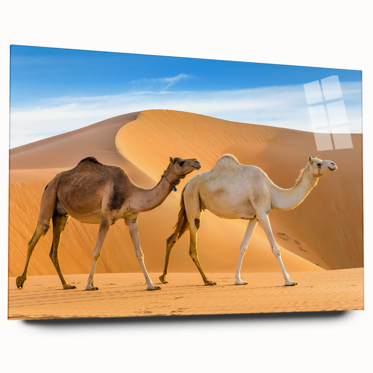 Acrylic wall art featuring a side view of a camel design from a wildlife collection, showcasing intricate details and vibrant colors, perfect for animal lovers' decor.