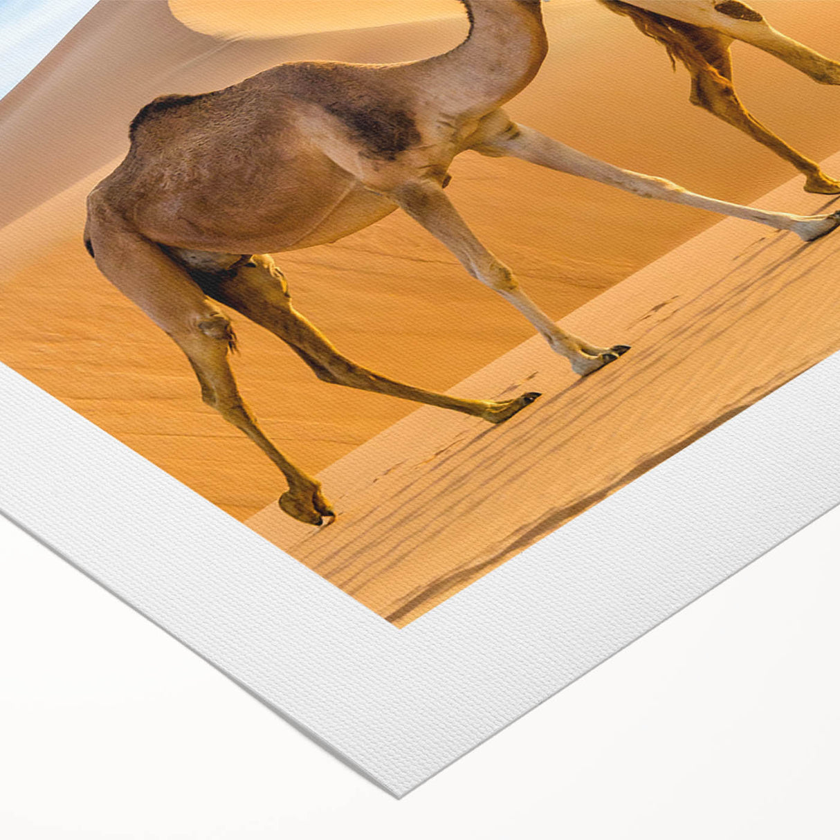 Camel wall art design on rolled canvas showcasing vibrant colors and intricate details, perfect for enhancing any living space or art collection.