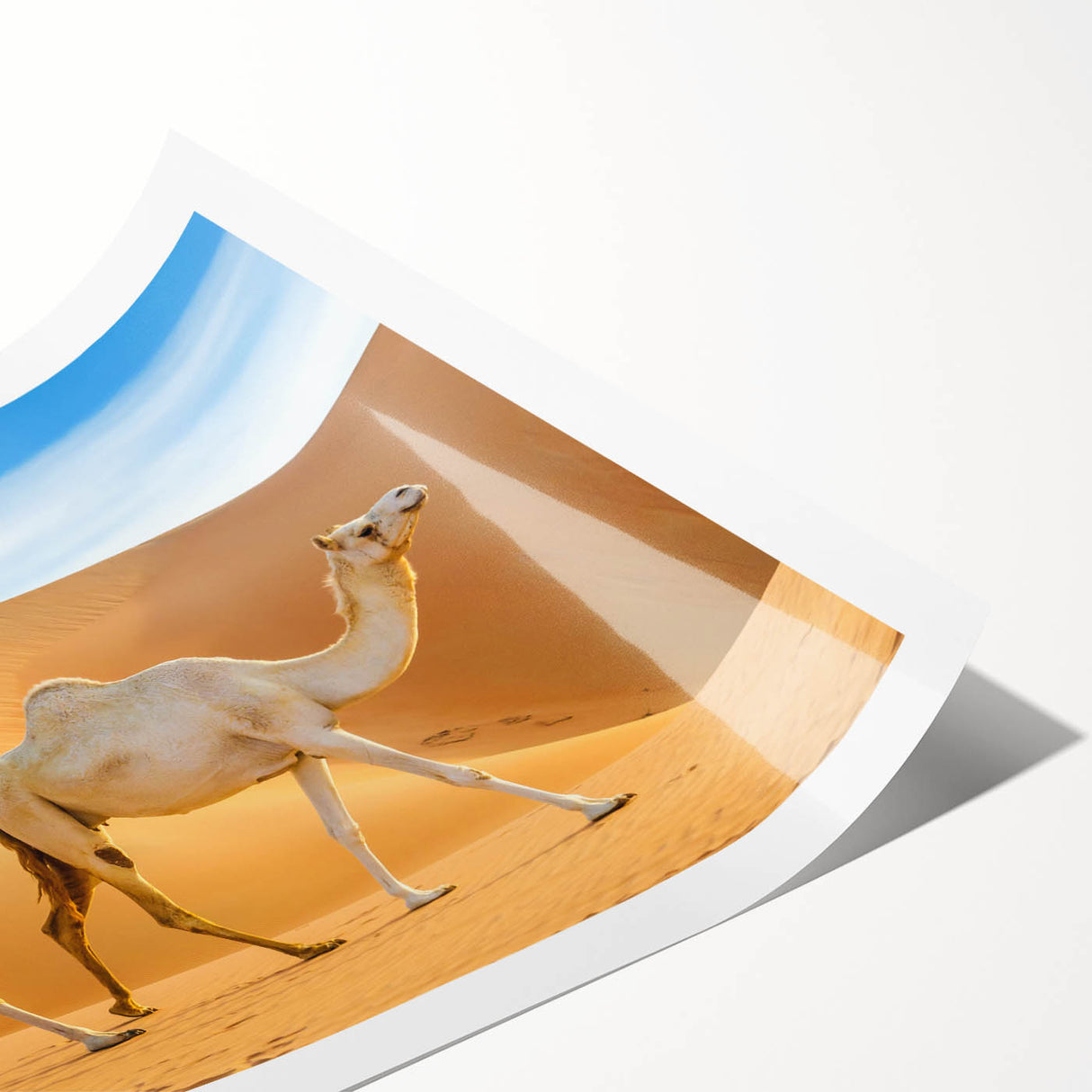Elegant rolled canvas print showcasing a vibrant camel design from the Animals A Wild Life collection, featuring intricate details and warm earth tones, perfect for safari-themed decor.