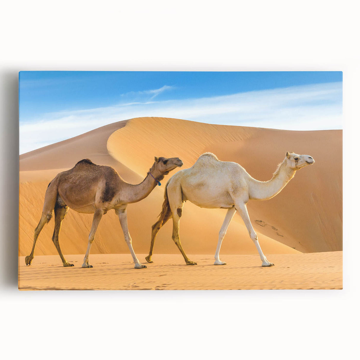 Front view of a stretched canvas wall art piece featuring a striking camel design, showcasing vibrant colors and intricate details, perfect for animal lovers and home decor enthusiasts.