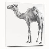 Side view of a camel wall art design printed on acrylic glass, showcasing intricate detailing and vibrant colors, perfect for animal-themed decor in modern interiors.