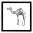 Black-framed wall art featuring a stylized camel design from a wildlife collection, showcasing intricate details and vibrant colors, perfect for nature enthusiasts and modern decor.