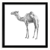 Black-framed wall art featuring a stylized camel design from a wildlife collection, showcasing intricate details and vibrant colors, perfect for nature enthusiasts and modern decor.