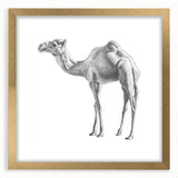 Elegant wall art featuring a camel design from the "Animals: A Wild Life" collection, framed with a gold border and mat, enhancing any decor with its unique charm.