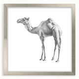 Framed wall art collection showcasing a silver-bordered camel design with matting, perfect for adding a touch of modern wildlife decor to any space.