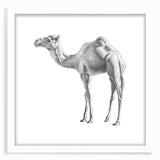White-framed wall art showcasing a detailed camel design, part of a wild life collection, featuring earthy tones and elegant matting for a modern decor accent.