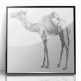 Framed acrylic wall art featuring a striking camel design from the "Animals A Wild Life" collection, set against a sleek black background, perfect for animal lovers and modern decor enthusiasts.