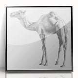 Framed acrylic wall art featuring a striking camel design from the "Animals A Wild Life" collection, set against a sleek black background, perfect for animal lovers and modern decor enthusiasts.