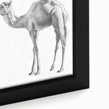 Close-up of a framed canvas wall art featuring a detailed camel design, showcasing earthy tones and intricate textures, perfect for animal lovers and home decor enthusiasts.