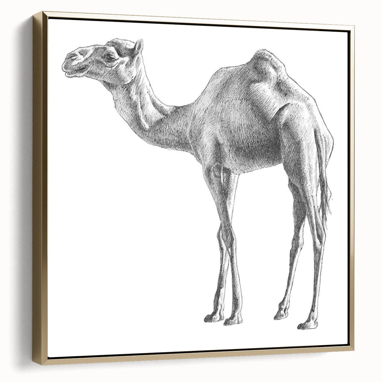 Framed wall art featuring a side view of a majestic camel in a desert landscape, highlighted by elegant gold accents, perfect for animal-themed home decor.