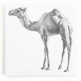 Stretched canvas wall art showcasing a majestic camel in a desert landscape, rich in earthy tones and textures, perfect for wildlife enthusiasts and home decor.