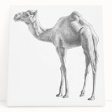 Stretched canvas wall art featuring a vibrant desert scene with a majestic camel, ideal for animal lovers and home decor enthusiasts. Perfect for adding a touch of nature to your living space.
