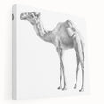 Stretched canvas wall art featuring a side view of a camel, showcasing its intricate details and earthy tones, perfect for wildlife enthusiasts and home decor.