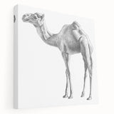 Stretched canvas wall art featuring a side view of a camel, showcasing its intricate details and earthy tones, perfect for wildlife enthusiasts and home decor.