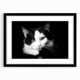 Framed wall art featuring a striking cat design from the "Animals A Wild Life" collection, presented with a sleek black frame and mat, ideal for enhancing modern decor.