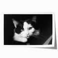 Wildlife-themed wall art print featuring a stylized cat design in vibrant colors, ideal for animal lovers and home decor enthusiasts; rolled and ready for framing.