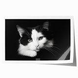 Wildlife-themed wall art print featuring a stylized cat design in vibrant colors, ideal for animal lovers and home decor enthusiasts; rolled and ready for framing.