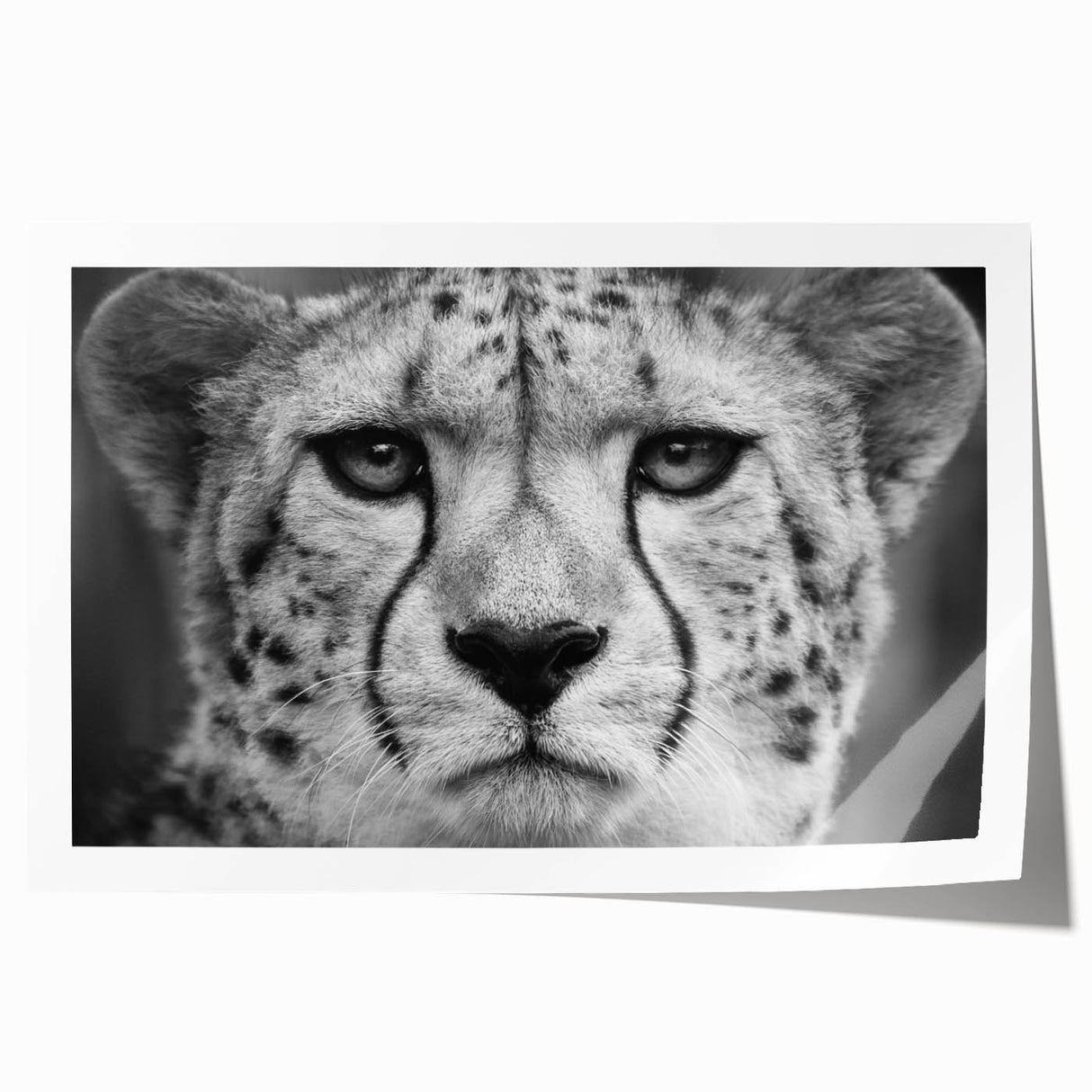 Cheetah-themed wall art print showcasing vibrant colors and intricate design elements, rolled and ready for framing, perfect for wildlife enthusiasts and home decor.