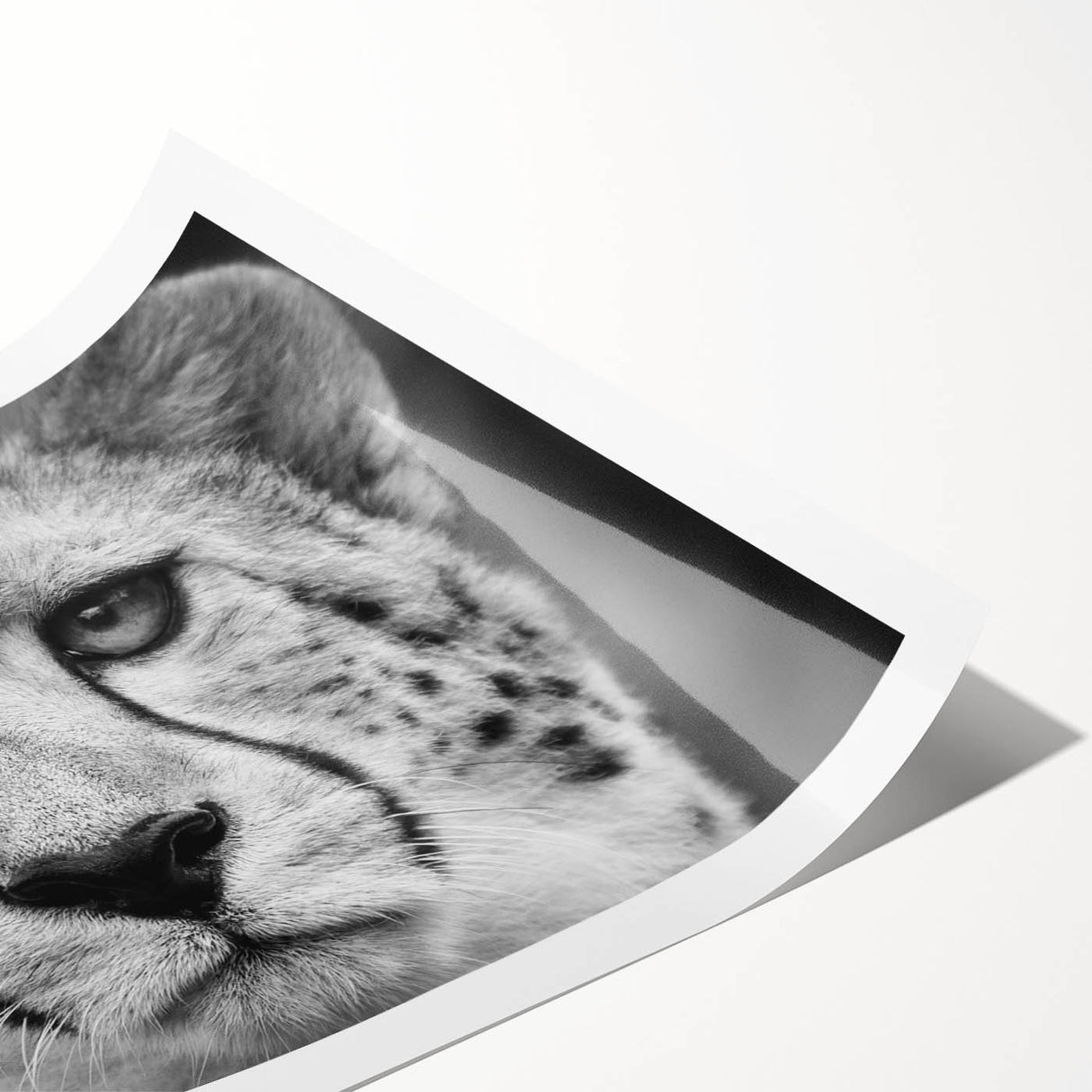 Cheetah wall art print featuring a vibrant, detailed illustration of a cheetah in its natural habitat, perfect for wildlife enthusiasts and home decor.