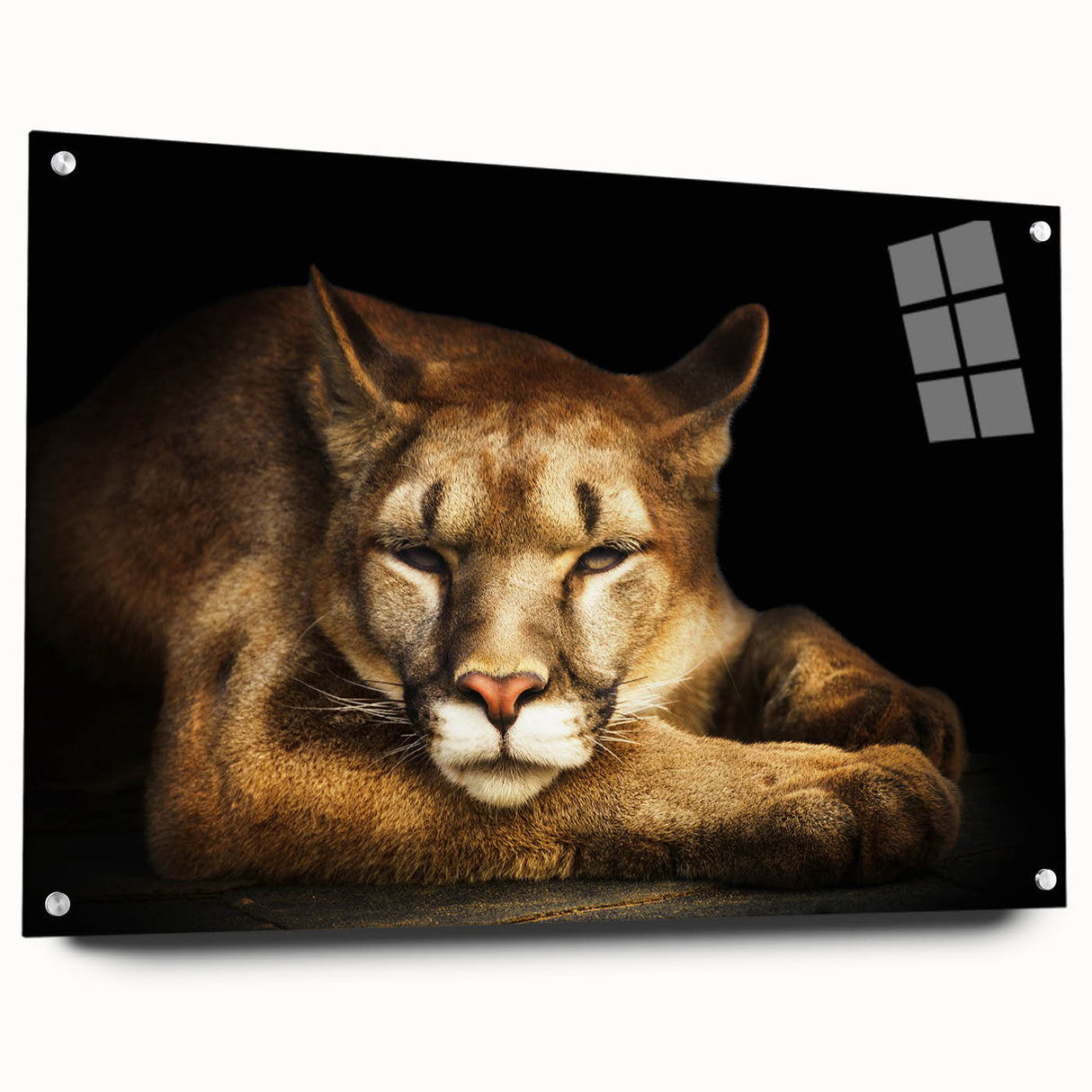 Side view of a sleek acrylic glass wall art piece featuring a striking cougar design, showcasing vibrant colors and intricate details, ideal for wildlife decor enthusiasts.