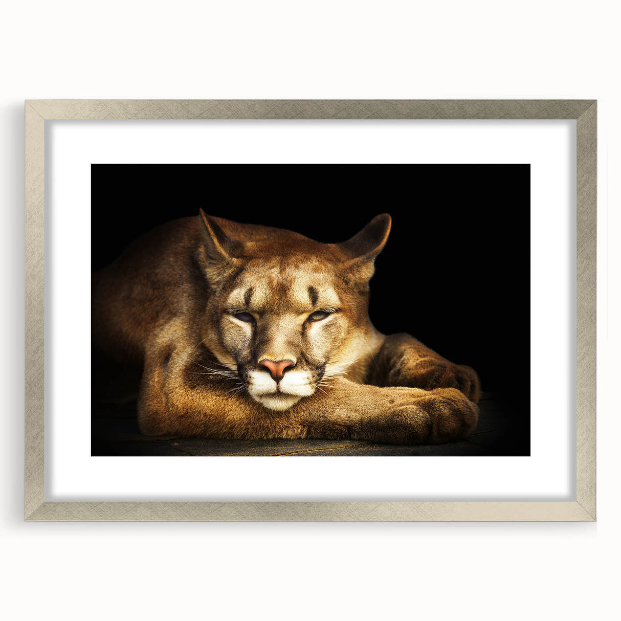 Framed wall art featuring a striking cougar design, elegantly showcased with a silver mat and frame, perfect for adding a touch of wildlife elegance to home decor.