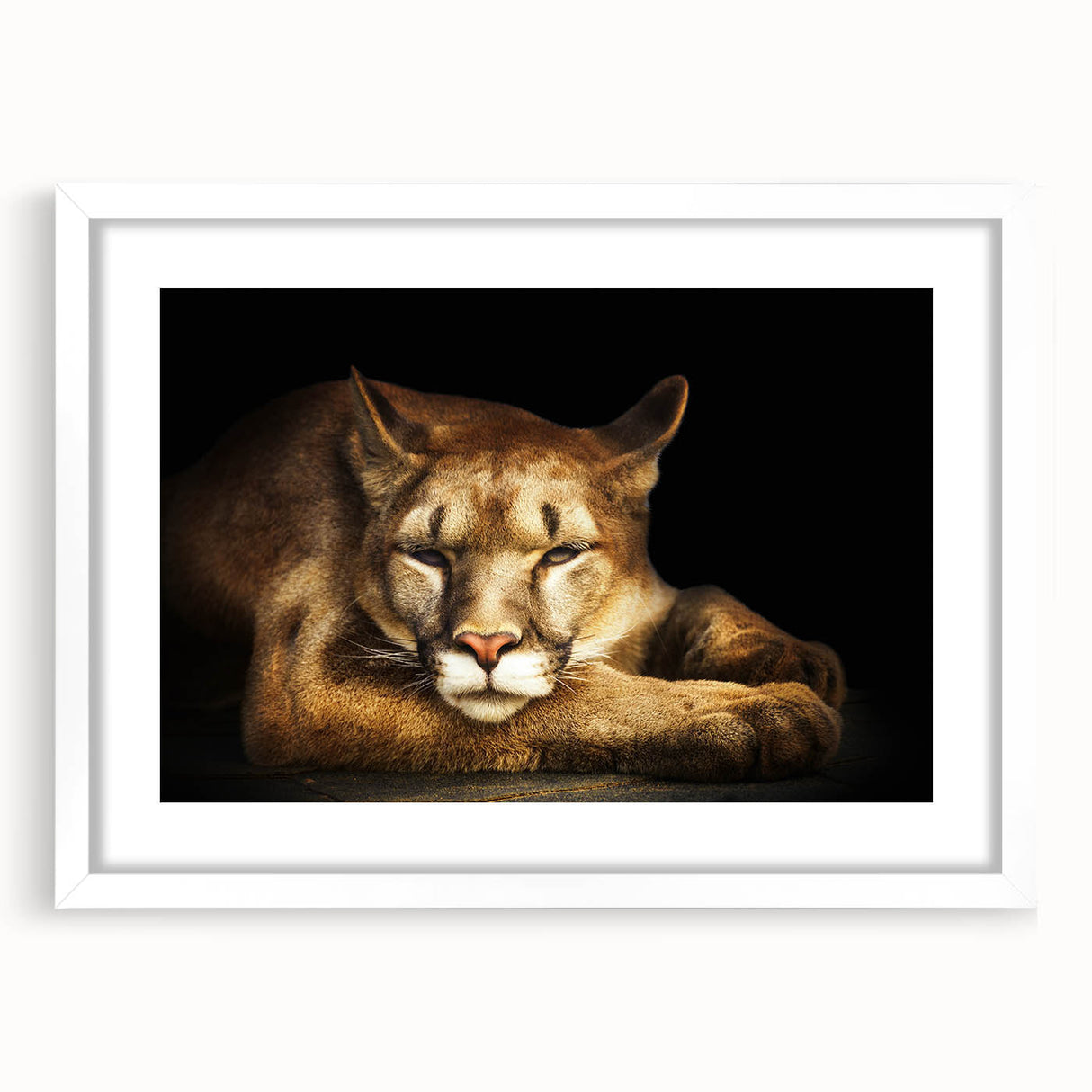 Cougar wall art design in a white frame with mat, showcasing a stunning wildlife illustration. Perfect for animal lovers and nature-themed decor.