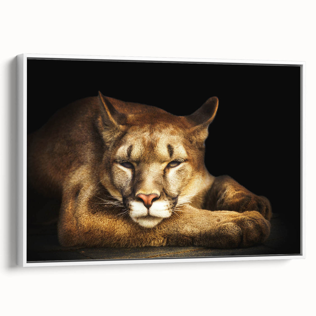 Framed wall art featuring a striking cougar design in a minimalist white frame, showcasing the wild animal's fierce expression and natural beauty, ideal for nature enthusiasts.