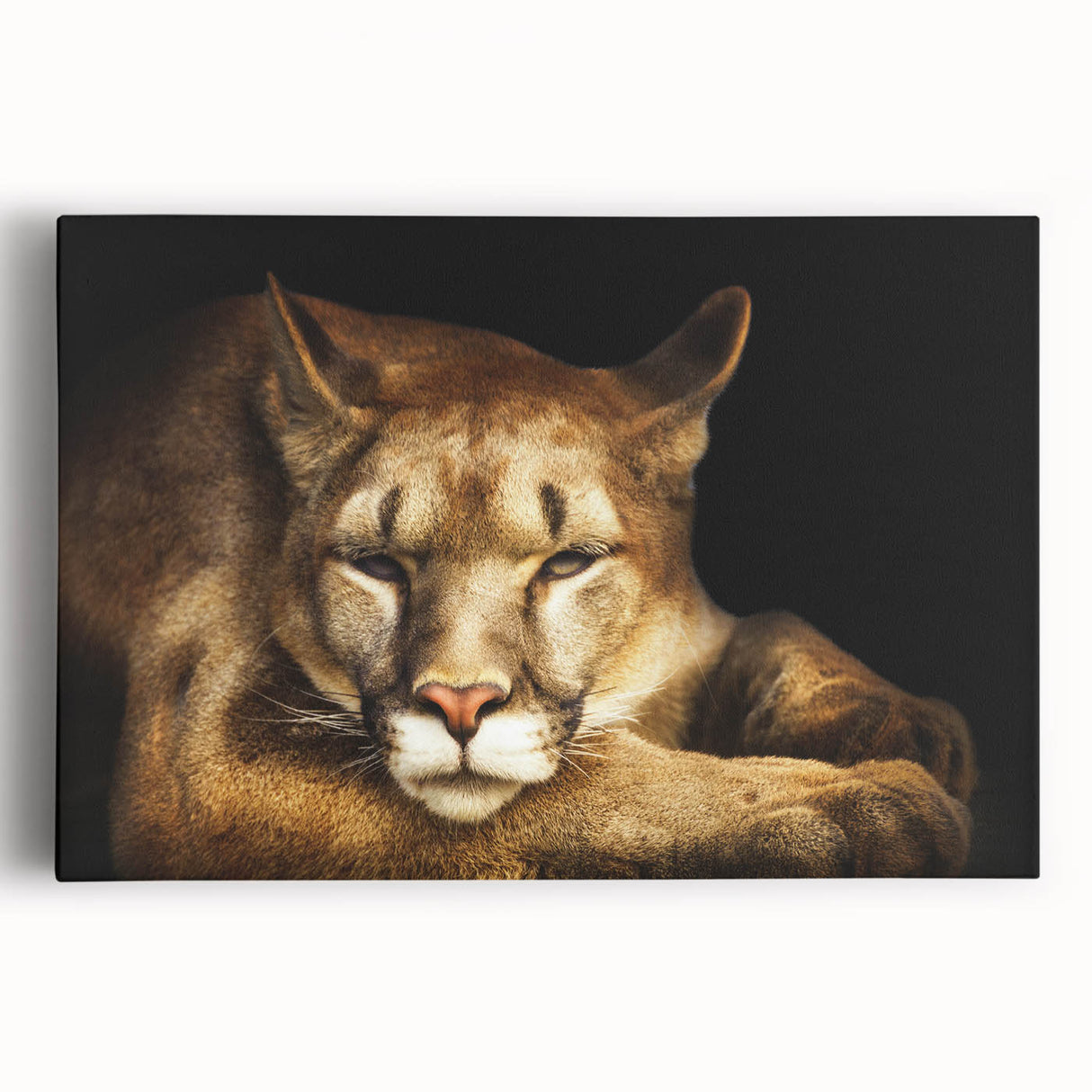 Stretched canvas wall art featuring a detailed front view of a majestic cougar, showcasing its vibrant colors and natural beauty, ideal for wildlife enthusiasts and home decor.