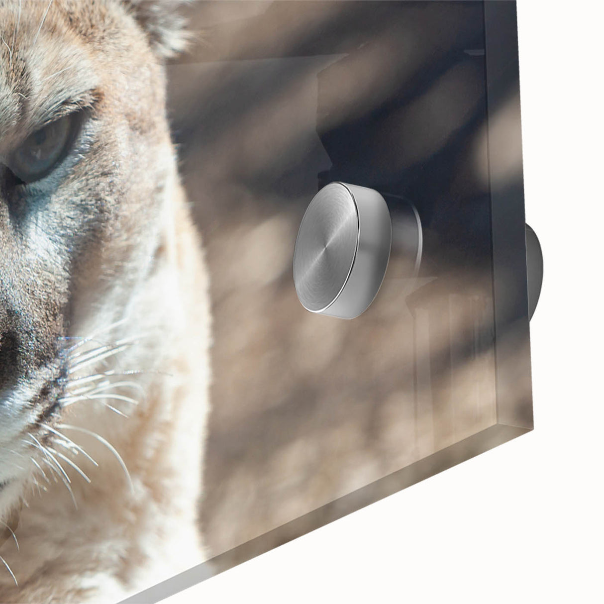 Close-up of an acrylic glass wall art piece featuring a majestic cougar design, showcasing intricate details and vibrant colors, perfect for wildlife enthusiasts.