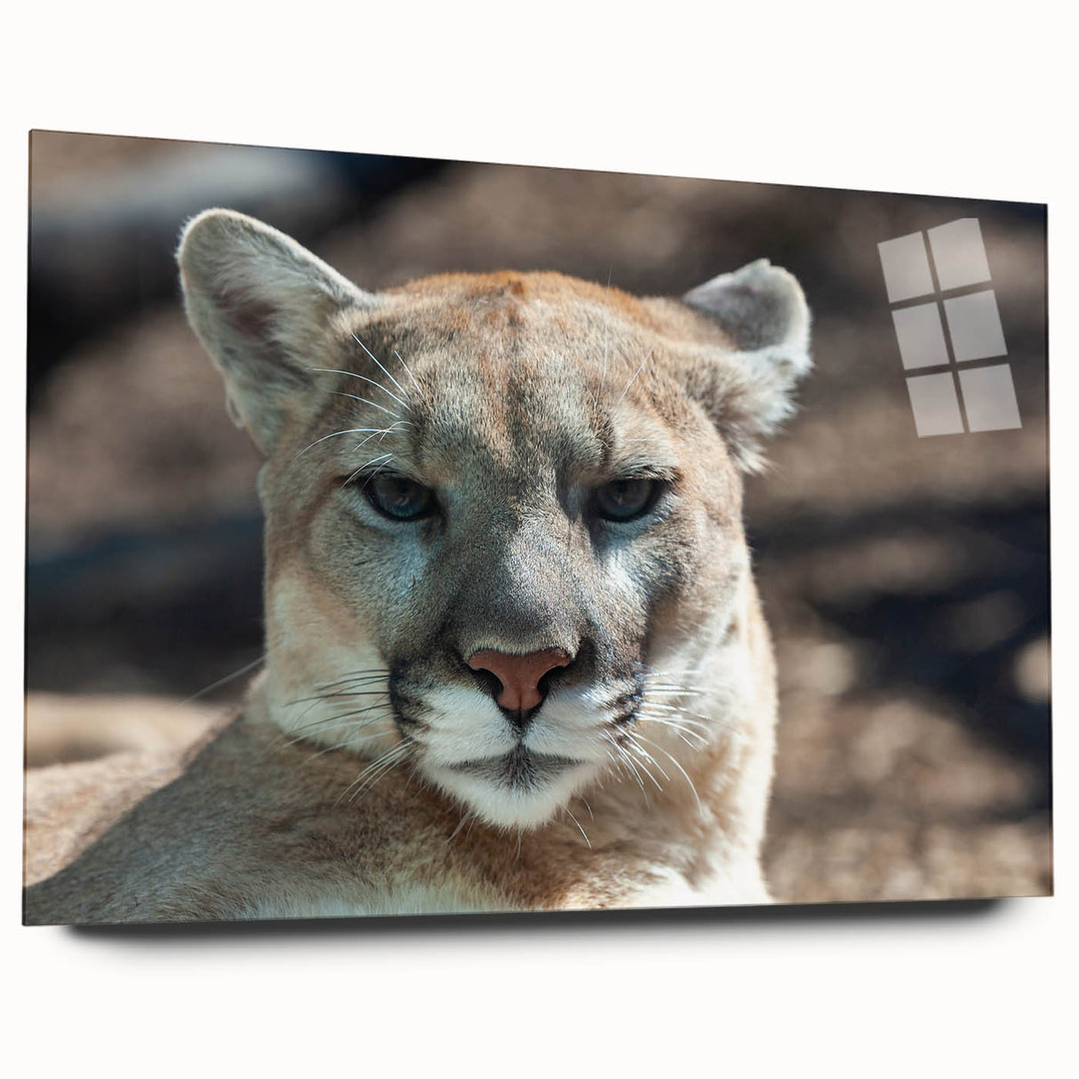 Close-up of a sleek acrylic wall art design featuring a striking cougar in a natural setting, highlighting its vivid colors and detailed textures, perfect for wildlife enthusiasts.